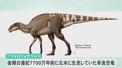 皮膚の痕跡残る恐竜の実物のミイラ化石！日本初公開へ | 石川県の