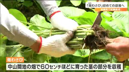 本わさび 農家直送 ４月１４日以降収穫発送予定 厳選【農林水産大臣賞受賞】風味を味わう！有東木産•本わさび5〜6本
