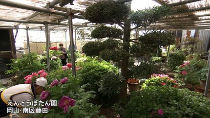 もう10年できたらいいな」80歳の男性が約350種類の牡丹を咲かせた自宅