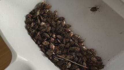 今年も「カメムシ」大量発生の可能性 過去最高数の「カメムシ」が越冬