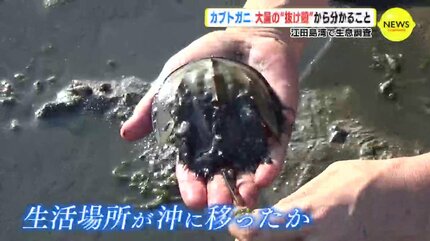 カブトガニ 大量の “抜け殻” から分かること 広島・江田島湾で生息調査