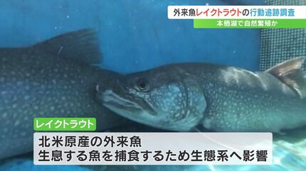 外来魚「レイクトラウト」の生息調査開始 発信器を体内に入れ産卵場所
