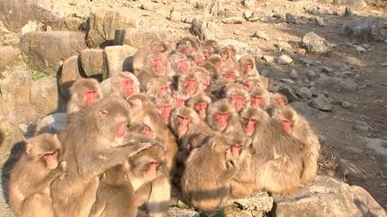 お猿ページ 小豆島の「お猿の国」 人手不足で大阪市のリゾート会社に事業譲渡 来年