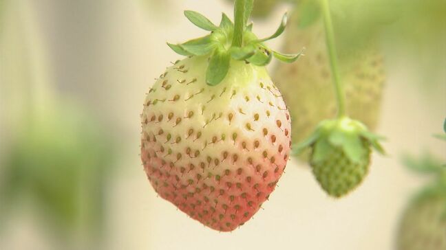 イチゴが赤くならない…なぜ？「クリスマスに間に合わない」収穫量は去年の半分～3分の1に　灯油も電気代も上がり「出るものは出るんですけど…」|TBS NEWS DIG