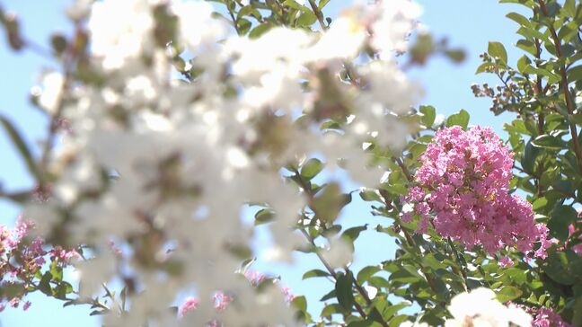 サルスベリの花が見頃に「今が一番きれい」周防国分寺 山口・防府|TBS NEWS DIG