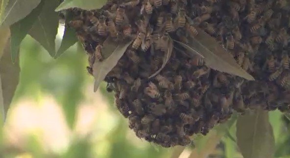 「いっぱい飛んでいると怖いですね」松本市街地の街路樹に突然現れた「黒い塊」その正体を調べてみると…ミツバチの「分蜂」 「見かけたら刺激せずにそっと見守って」長野|TBS NEWS DIG
