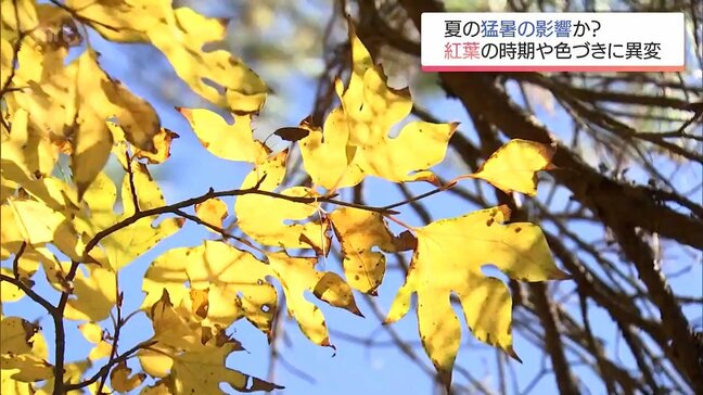 きょうは立冬 紅葉始まる 猛暑の影響は?|TBS NEWS DIG