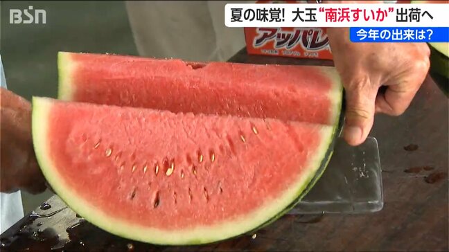 シャリっと甘い！砂丘育ちの『南浜すいか』【新潟市】|TBS NEWS DIG
