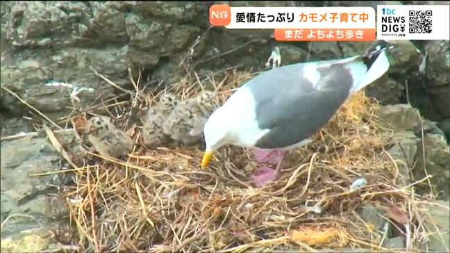 岩場の子育てカモメ「戦火絶えない地球に命の大切さを教えてくれる」宮城・南三陸町|TBS NEWS DIG