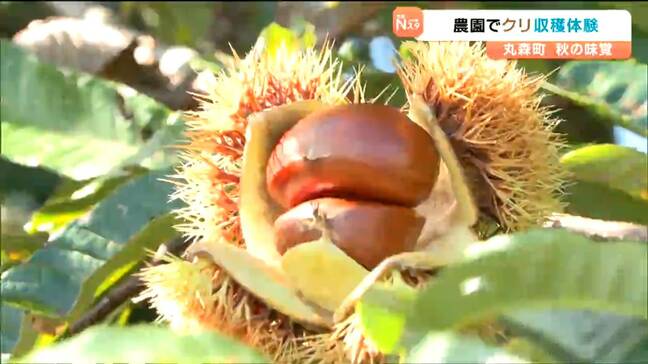 「宝探しみたい」秋の味覚クリの収穫体験　宮城・丸森町|TBS NEWS DIG
