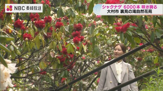 6000本のシャクナゲが落差30mの滝が共演　「何回も」訪れたくなる名所【長崎県大村市・裏見の滝自然花苑】|TBS NEWS DIG