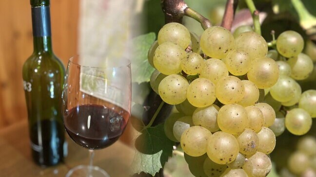 北海道や東北北部が70年後にワインの産地⁉気候変動の影響で栽培適地が移動か 東北大の研究チームが予測 若手ブドウ農家が語る課題|TBS NEWS DIG