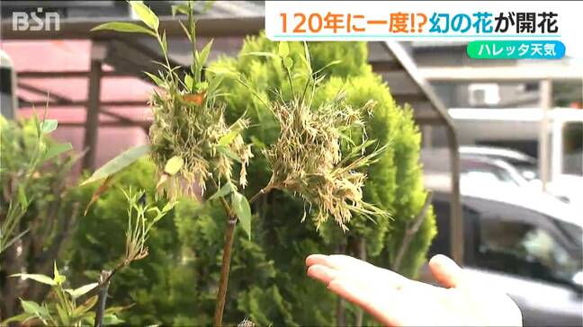 一生に一度お目にかかれるかどうか『黒竹』の白い花が咲きました　新潟市|TBS NEWS DIG