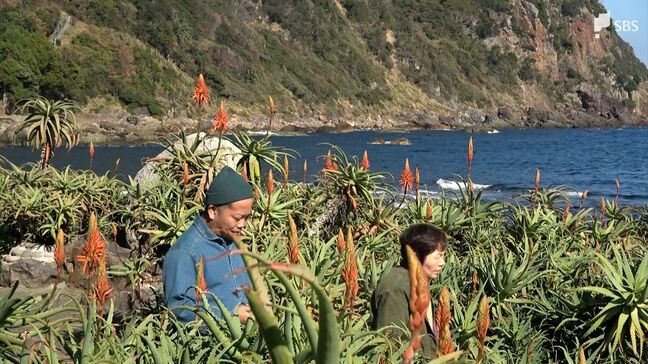 「ちょっと苦みがあって」観光客に振る舞ったのはアロエをトッピングした豚汁 恒例の「アロエの花まつり」始まる=静岡・下田市|TBS NEWS DIG