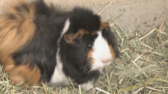 「お母さんは入園無料です」須坂市動物園で母の日イベント　長野県内の動物園で初めて繁殖に成功したニホンイヌワシのヒナも|TBS NEWS DIG