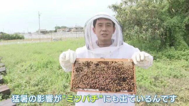 猛暑の影響がミツバチにも…産卵減り数が減少 働きバチが少ないと冬を越せずに凍死？ 春先のハチミツも減ることに|TBS NEWS DIG