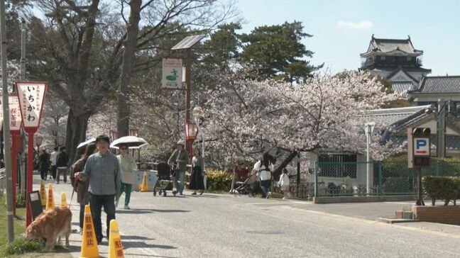 桜が見頃の愛知・岡崎城公園 多くの花見客が 4月5日までは夜間ライトアップやキッチンカーも 愛知|TBS NEWS DIG