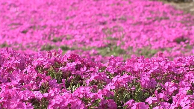 宮崎市高岡町で「シバザクラまつり」始まる|TBS NEWS DIG