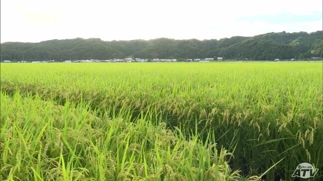 稲の刈り取り適期は例年より「2週間程度早まる」と推定　記録的な暑さで生育進み　刈り遅れには注意を|TBS NEWS DIG