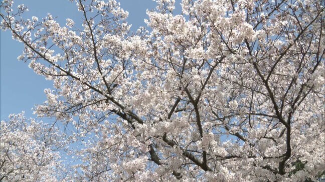 福岡で桜満開　福岡城さくらまつり花見客でにぎわう|TBS NEWS DIG