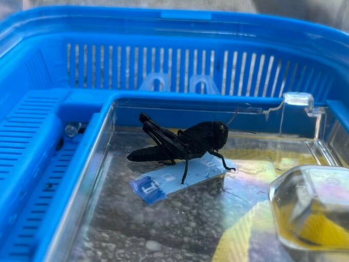 黒いバッタが短期間で２匹も発見⋯湖付近に生息　出会える確率は１０００分の１!?　|　高知のニュース・天気｜KUTV NEWS | KUTVテレビ高知