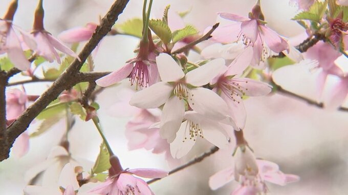 山梨県の県花フジザクラ　例年より10日ほど早く満開に　ふじざくら祭りも開催　|　山梨のニュース | ＵＴＹテレビ山梨