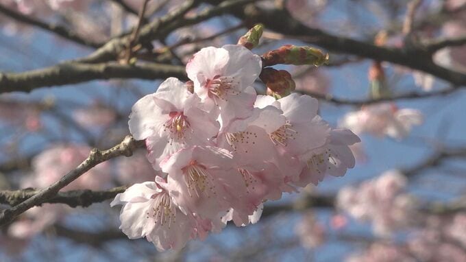 奥能登に春の訪れ 石川・珠洲市の“谷崎の桜”が満開間近 震災を乗り越え咲き誇る|TBS NEWS DIG