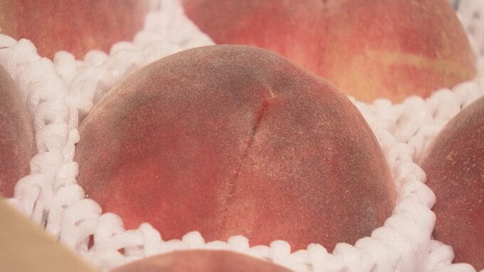 ご祝儀相場の10万円！ついにシーズン到来、県産モモ「はつひめ」初競り　全国へ出荷始まる　福島|TBS NEWS DIG