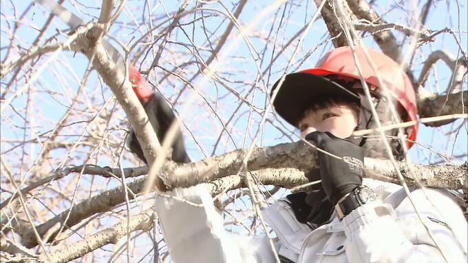 「春が早く近づいてきたな」サクラの名所でせん定作業進む　ソメイヨシノやヤマザクラなど春を迎える準備着々　|　青森のニュース│ATV NEWS│青森テレビ