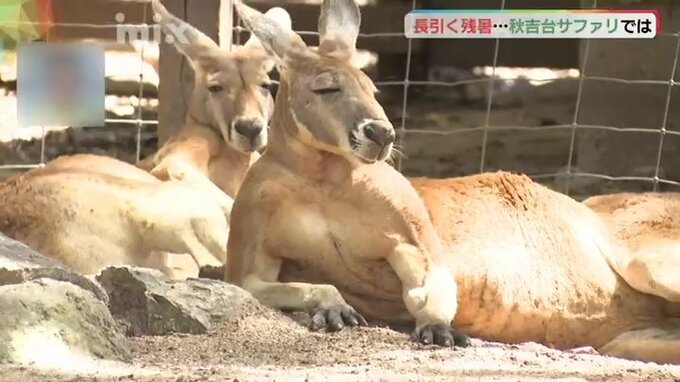 長引く残暑に動物もぐったり…サファリランドでは暑さ対策継続|TBS NEWS DIG