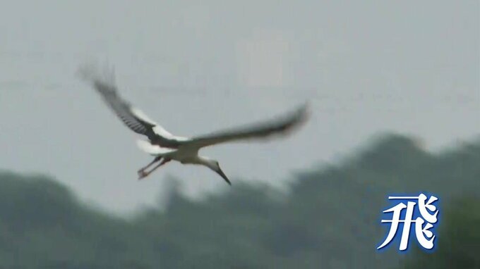 「飛ぶのを見たら、みんな幸せな気分になる」 コウノトリ巣立つ　広島･世羅町で　|　RCC NEWS | 広島ニュース | RCC中国放送