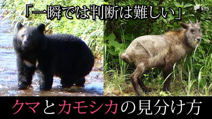 「クマ出没」の情報、実は”カモシカ”だったケースも⋯一瞬では難しい？クマとカモシカの見分け方|TBS NEWS DIG