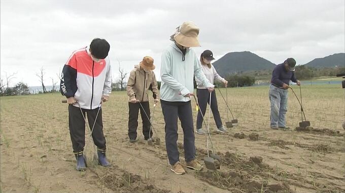 台風被害でラッキョウがピンチ！救ったのは大学生ボランティア　|　BSSニュース | BSS山陰放送