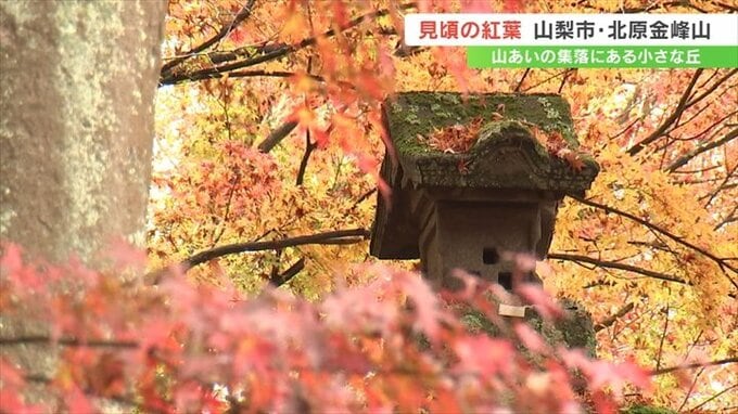地元の人たちが親しむ紅葉スポット・北原金峰山の紅葉が見頃迎える　山梨市牧丘町　|　山梨のニュース | ＵＴＹテレビ山梨