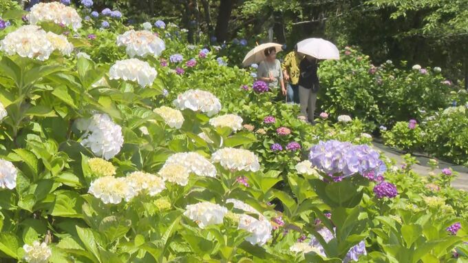 約3000本のアジサイが見ごろ　大分・宇佐市の響山公園　|　大分のニュース｜OBS NEWS｜大分放送