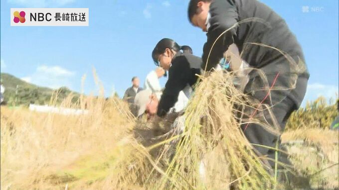 「美味しそうなので食べてみたい」地域に古くから伝わる「赤米」子どもたちが稲刈りに挑戦【長崎・対馬市】|TBS NEWS DIG