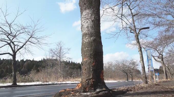 国道279号で軽ワゴン車が立木に衝突し3人死傷…　同乗者の男性（47）が死亡　運転手の男性（42）ともう1人の同乗者の男性（22）は重傷　|TBS NEWS DIG