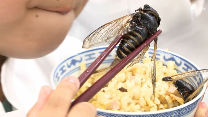 「シンプルにおいしかった」子どももびっくり　食糧難時代の“救世主”⁉セミを食べてみた|TBS NEWS DIG