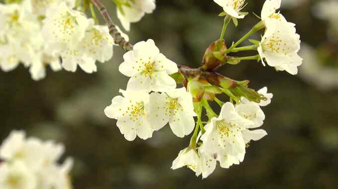 人気の移住先希望地ランキング　１位は静岡県「ゆったりした暮らしと首都圏からのアクセス」が理由か|TBS NEWS DIG