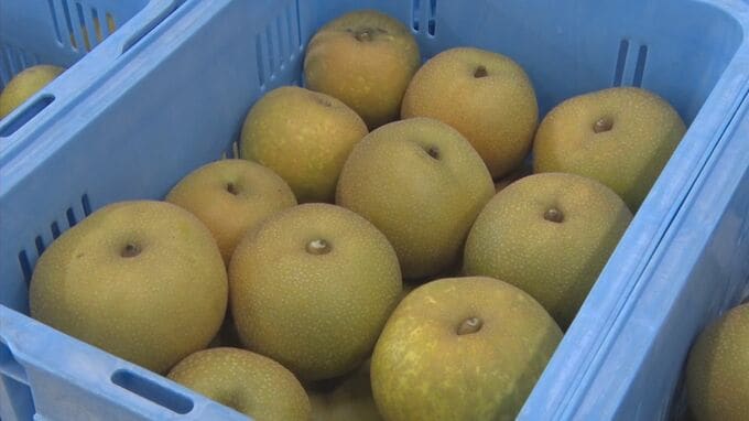 「玉太りも良く、甘い梨に」　赤梨の産地　幸水の出荷始まる　|　BSSニュース | BSS山陰放送