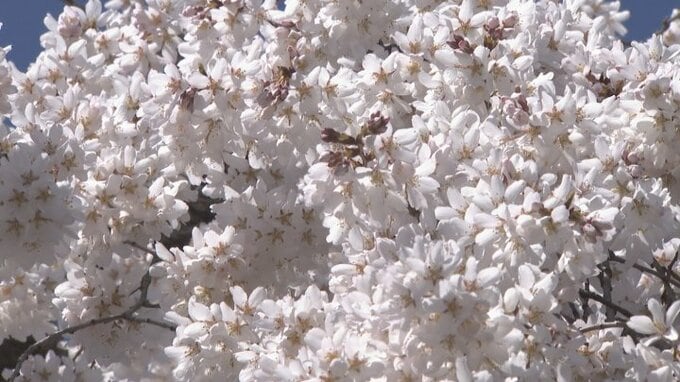 青空から降り注ぐように咲き誇る　妙泉寺のシダレザクラ　山梨・中央市　|　山梨のニュース | ＵＴＹテレビ山梨