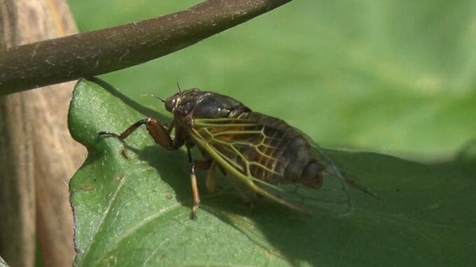 日本最小のセミ「イワサキクサゼミ」の鳴き声が初夏の到来告げる　宮古島|TBS NEWS DIG