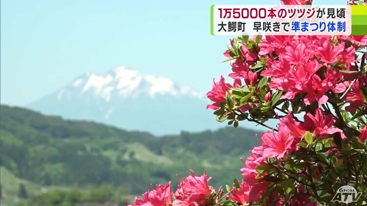 1万5000本のツツジが彩る山からの絶景 「つつじまつり」を前に早咲き 1万5000本のツツジが彩る山からの絶景 「つつじまつり」を前に早咲き