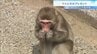 「ガリガリ美味しそう」動物園のサルに“果物入りの氷”猛暑日にプレゼント！　京都・福知山市　|　MBSニュース | 関西の最新ニュースを分かりやすく。