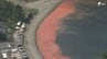 駿河湾で赤潮が十数年ぶりの大規模拡大 海の中では魚がいなくなり"真っ暗"に　|　静岡のニュース | SBSNEWS | 静岡放送
