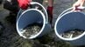初夏の甲子川でアユの稚魚250kg放流　半世紀にわたる清流の恵み　岩手・釜石市　|　IBC NEWS | IBC岩手放送