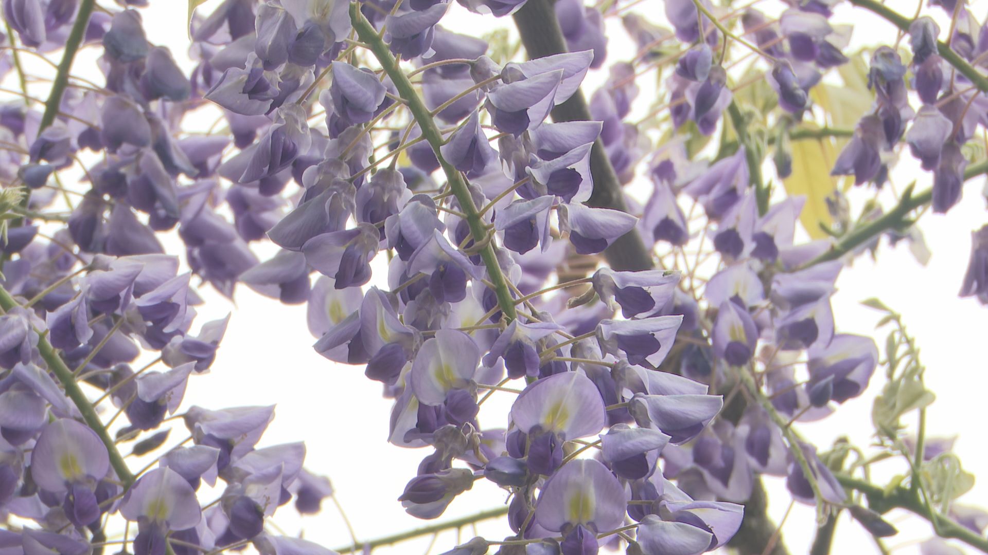 頭上に広がる“可憐な紫の花”…樹齢210年のフジの花が見ごろに | 石川県