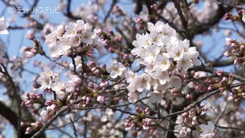 富山の桜2026】松川べりで開花加速！最高気温24.7℃…お花見客も半袖姿
