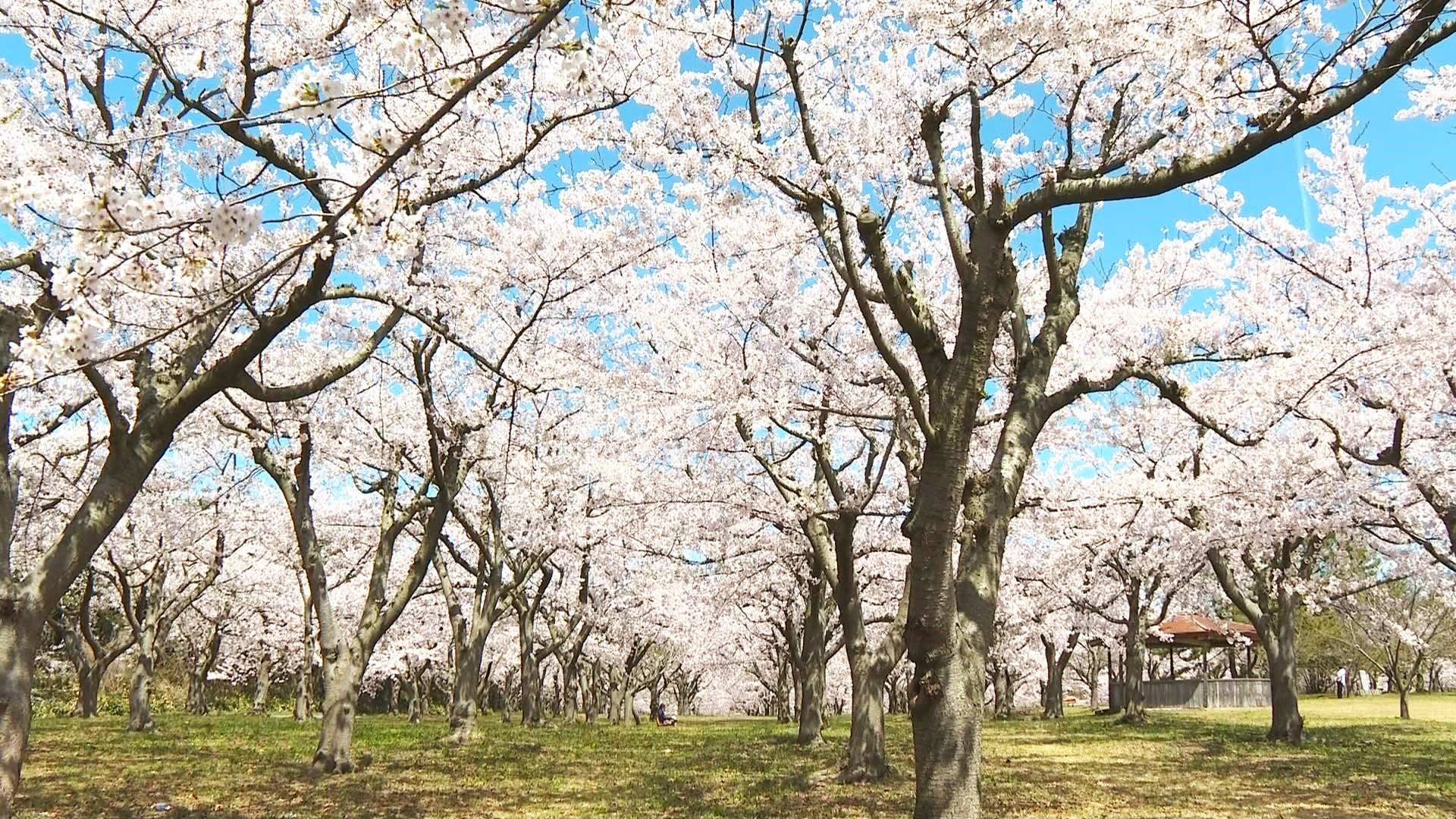 約1200本以上のサクラ『満開』 「千本桜の並木道」が誘う別世界 | 青森