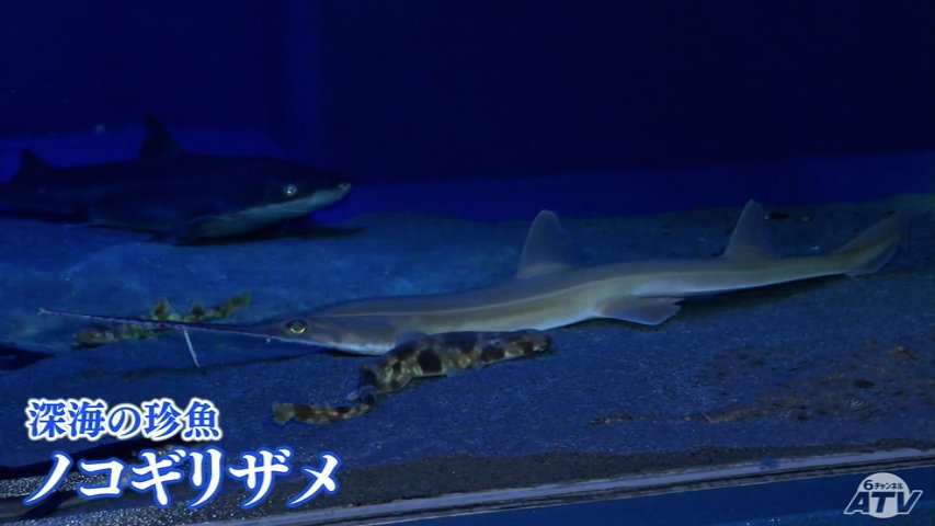 img_b9a7ce9f647b1dfd184cc5fa50